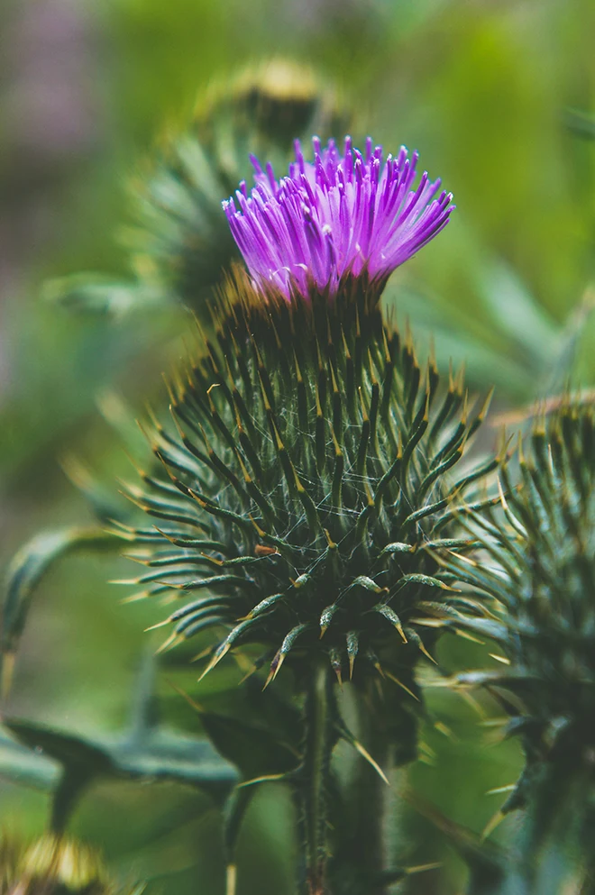 Nos produits à base de plantes bio contre la douleur